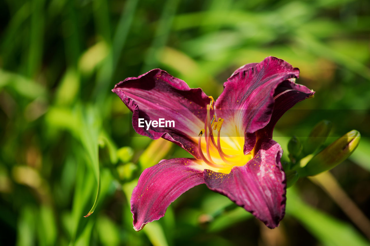 Close-up of day lily blooming outdoors