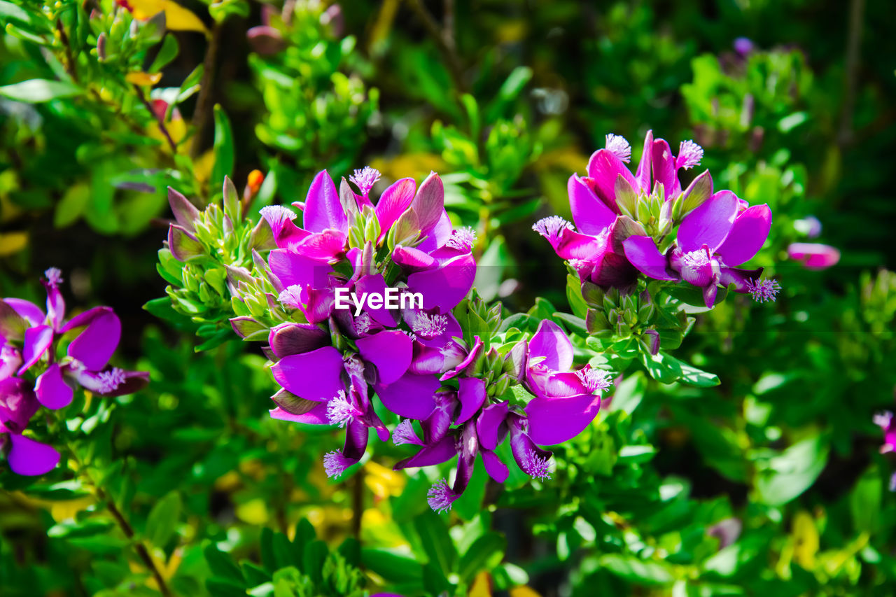 CLOSE-UP OF PURPLE FLOWERING PLANT