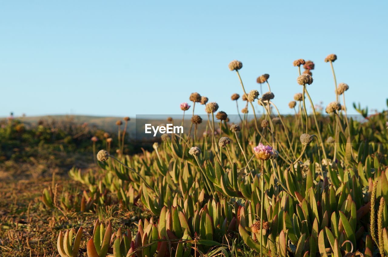 Close-up of flowering plants on field against clear sky