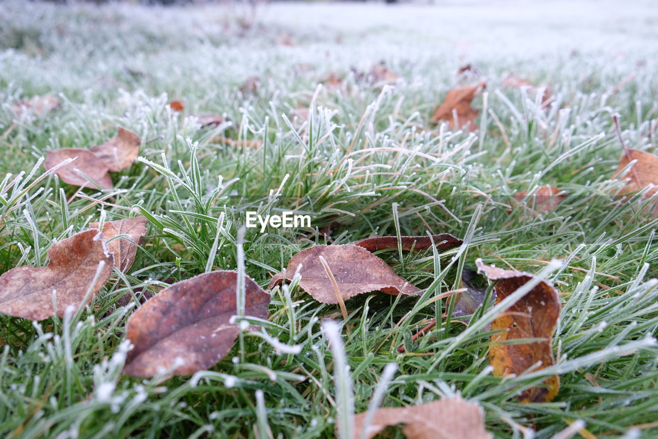 CLOSE-UP OF FRESH FIELD