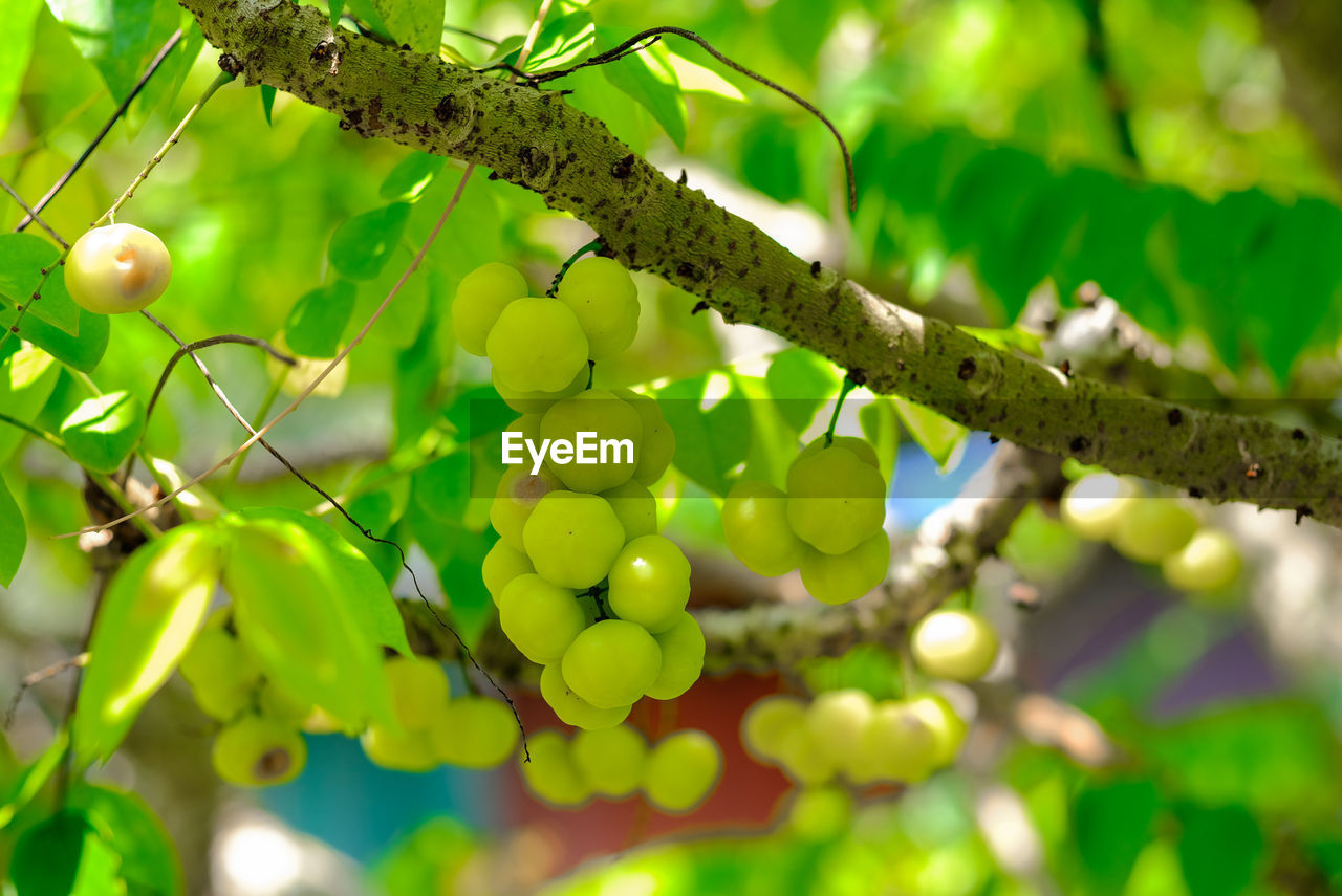 CLOSE-UP OF BERRIES ON TREE