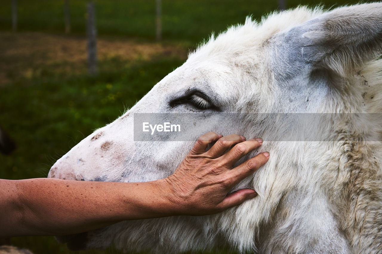 close-up of a horse