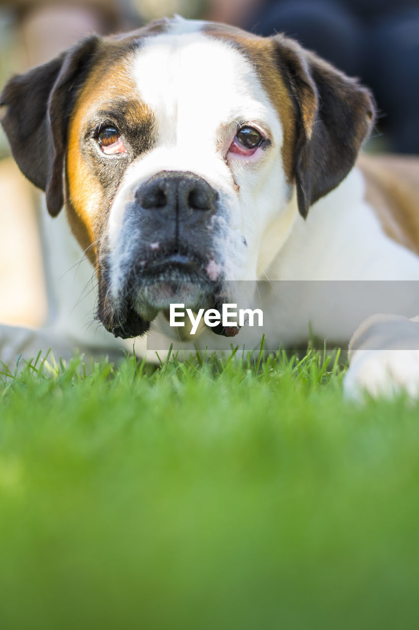 Close-up portrait of dog