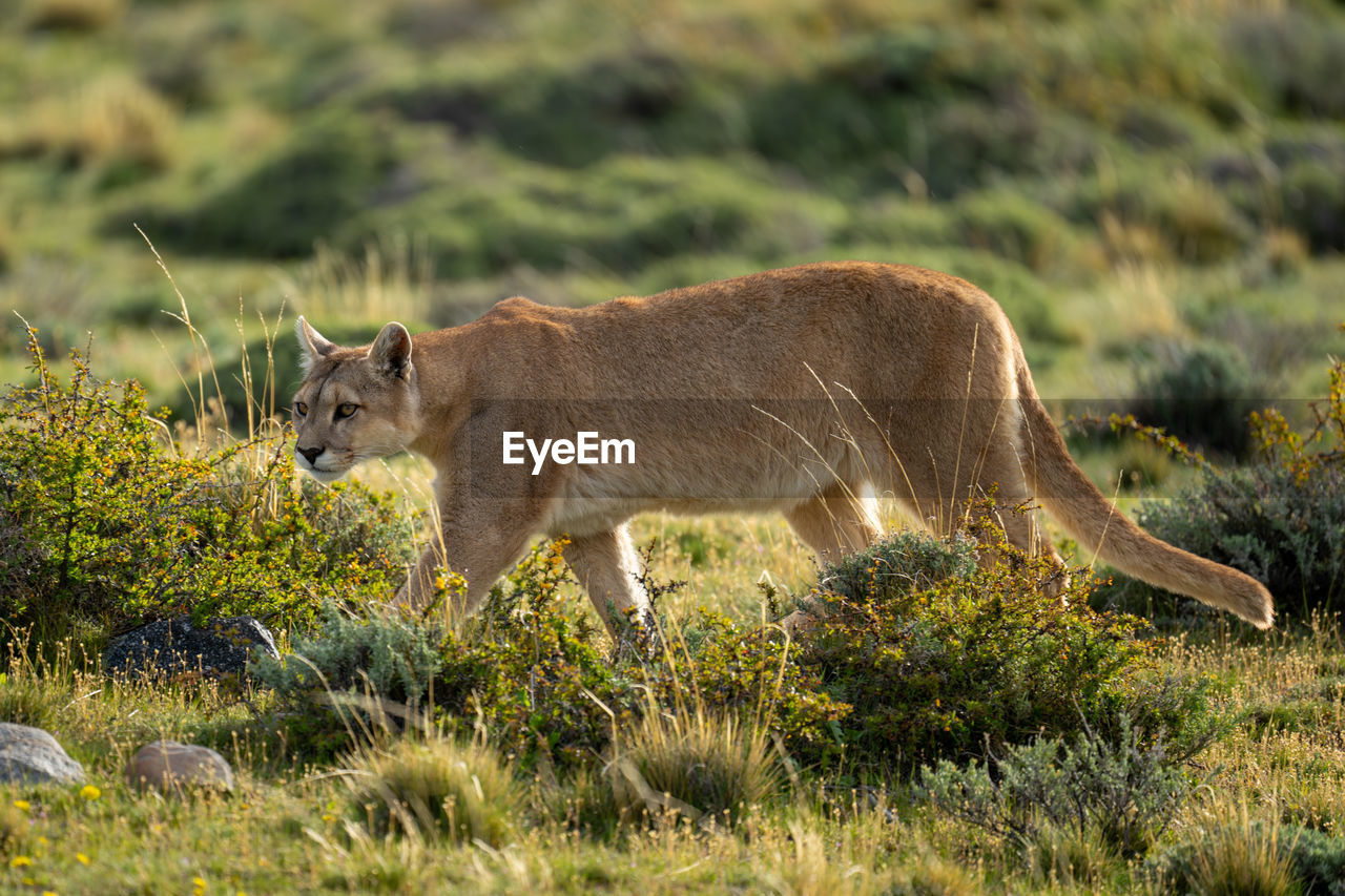 animal, animal themes, mammal, animal wildlife, wildlife, one animal, no people, side view, feline, grass, felidae, nature, safari, plant, cat, grassland, wilderness, outdoors, lion - feline, travel destinations, full length, animals hunting, carnivora, savanna, puma, day