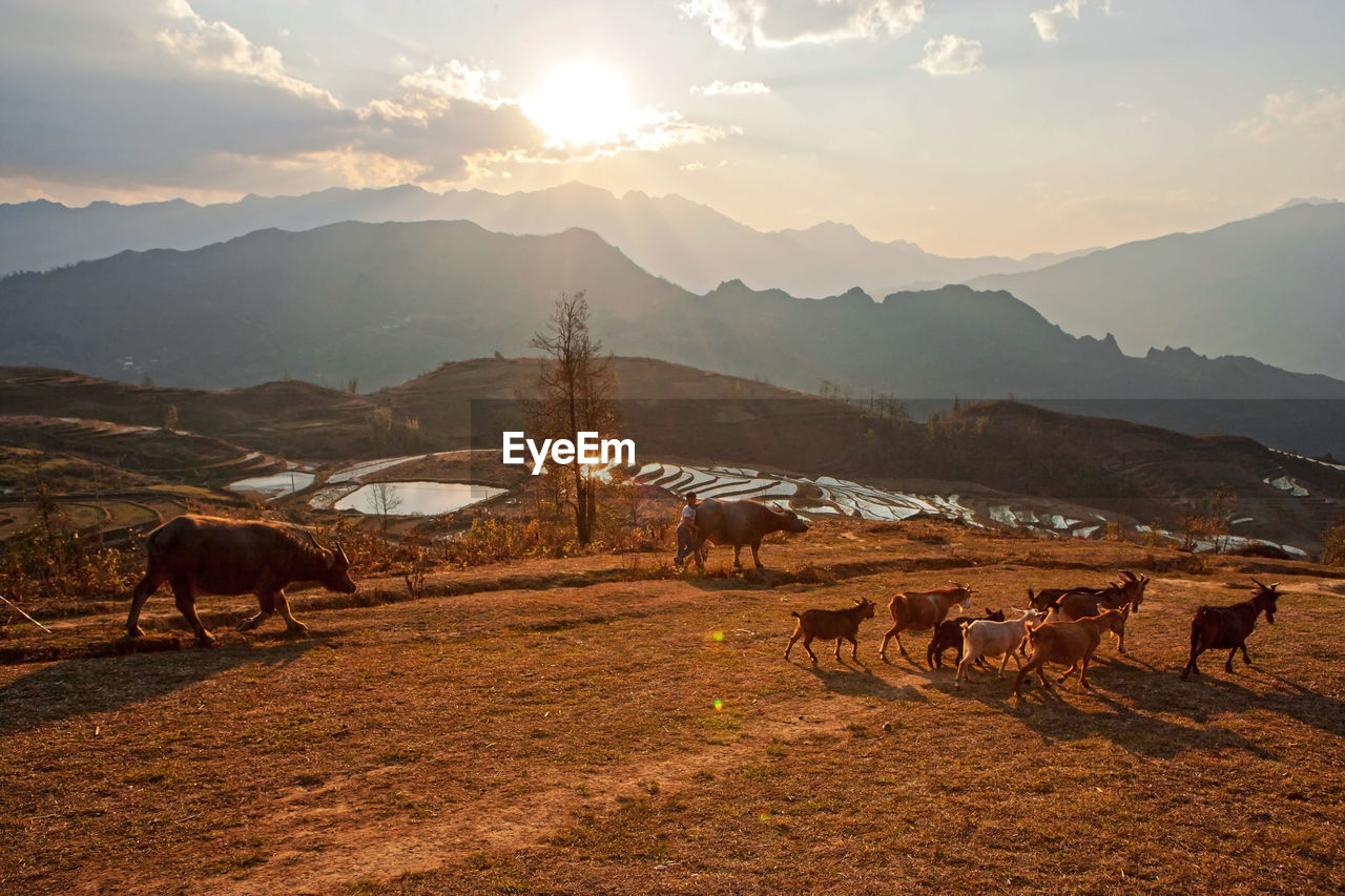 High angle view of cows and goats walking on land against sky during sunset