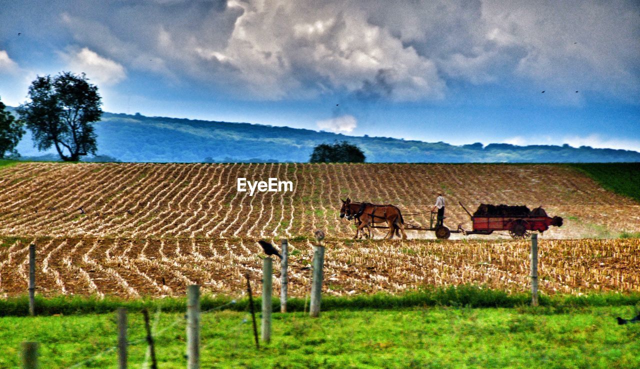 SHEEP ON FIELD AGAINST SKY