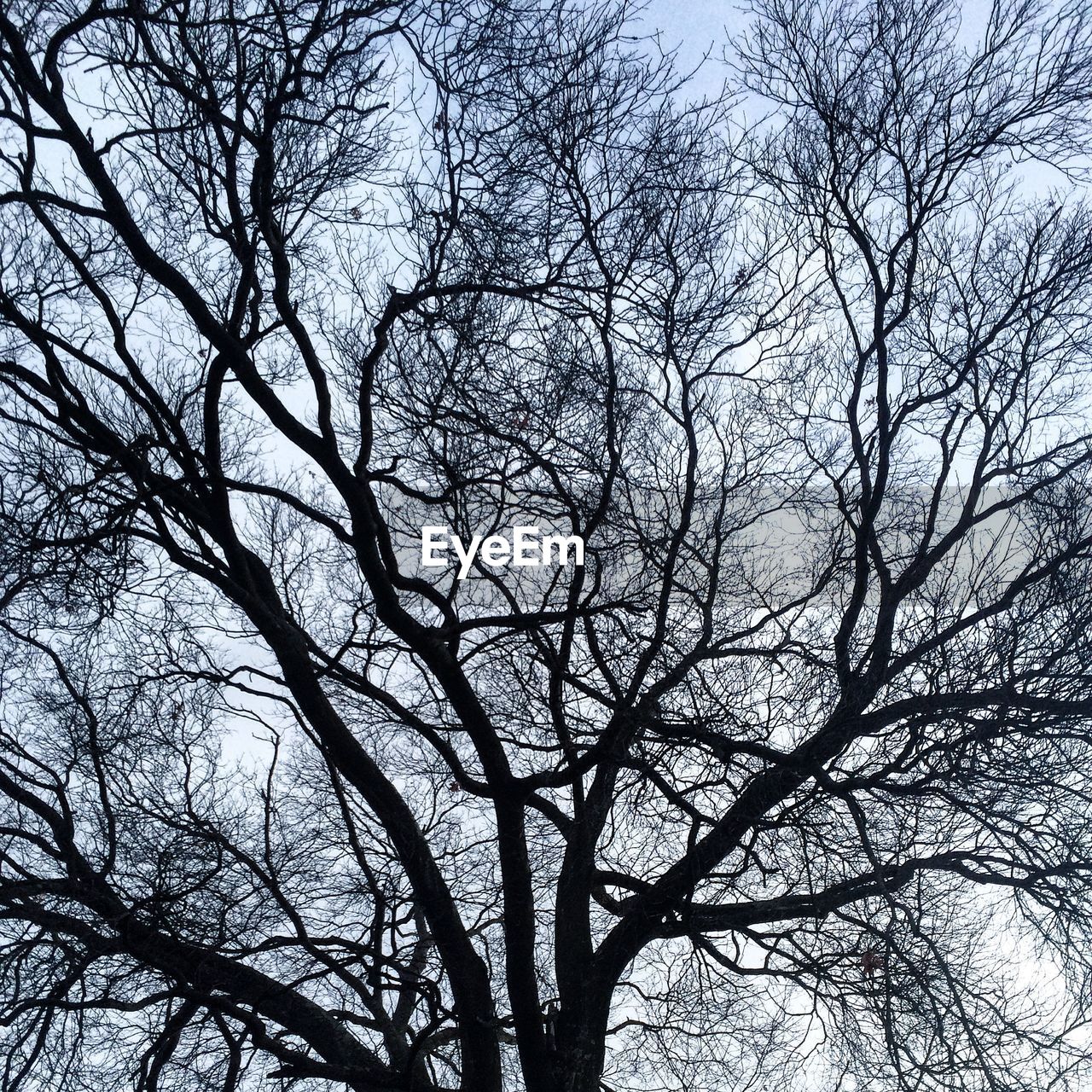 Close-up low angle view of bare trees