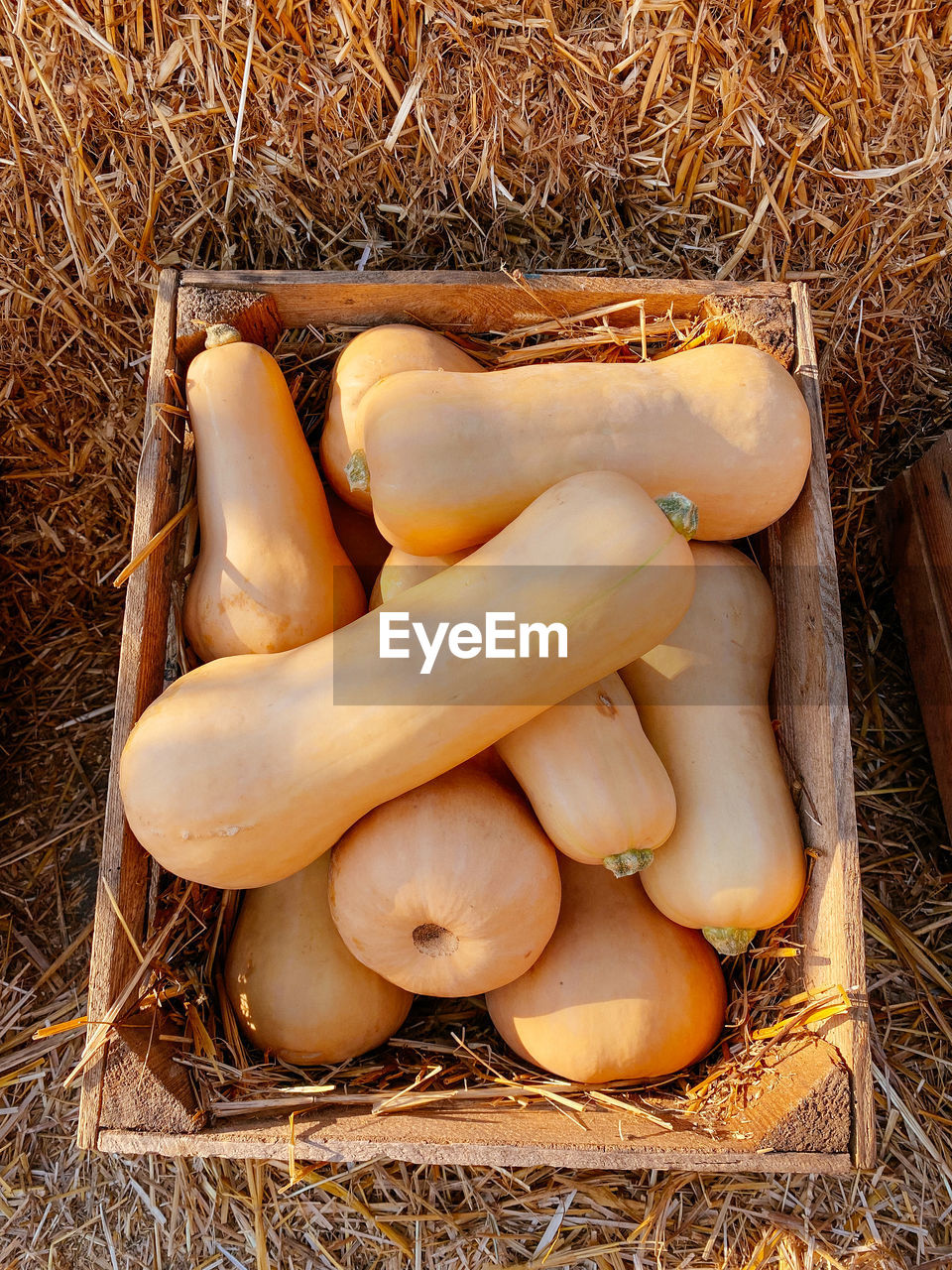 High angle view of vegetables on field