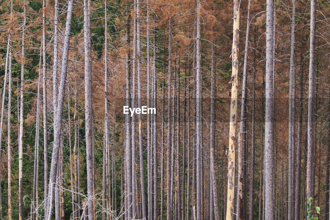 Full frame shot of dead spruce trees in forest because of bark beetles