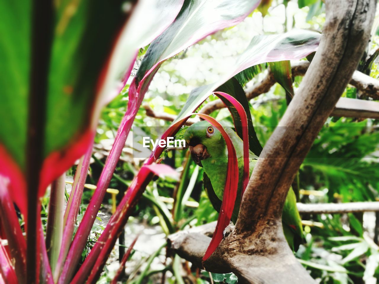 CLOSE-UP OF RED FLOWER AGAINST BLURRED TREES