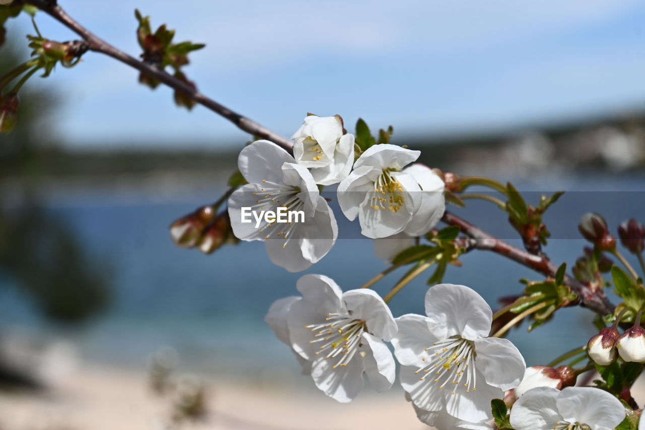 plant, flower, flowering plant, beauty in nature, freshness, blossom, nature, fragility, branch, springtime, spring, tree, white, growth, focus on foreground, close-up, flower head, petal, produce, inflorescence, prunus spinosa, food, water, no people, cherry blossom, sky, day, twig, outdoors, botany, macro photography, fruit tree, food and drink, pollen, sea, fruit, sunlight, almond tree, selective focus, tranquility, apple tree, apple blossom