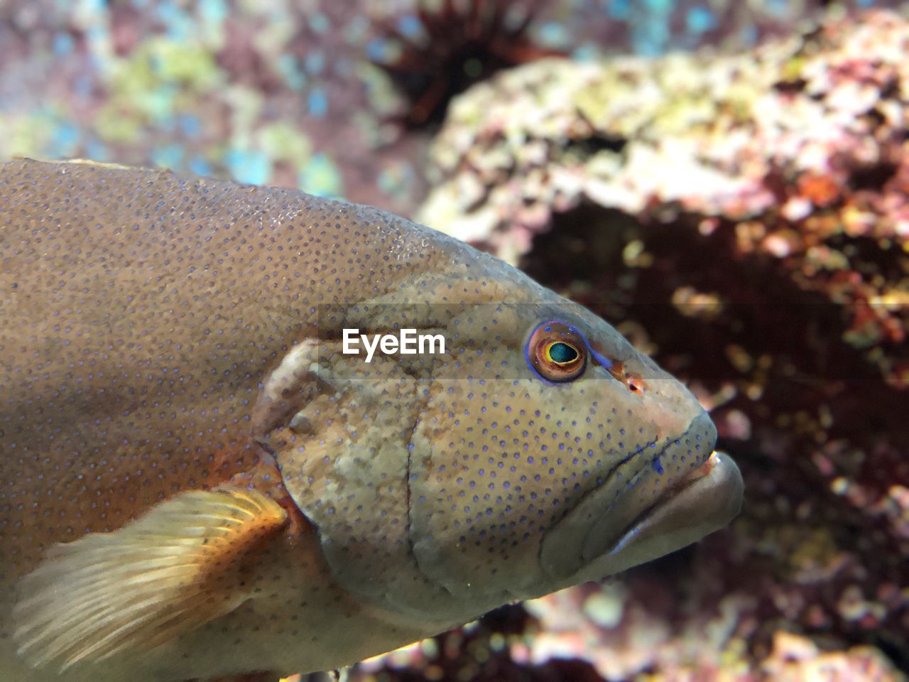 CLOSE-UP OF FISH UNDERWATER