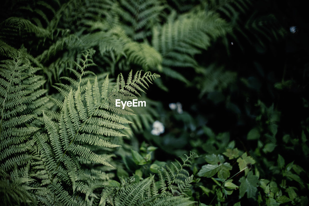 Close-up of fern leaves on tree in forest