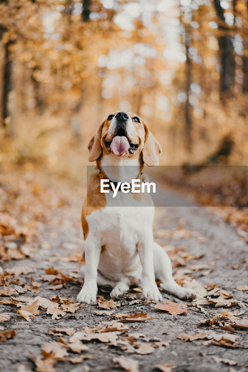 Dog staying on leaves during autumn