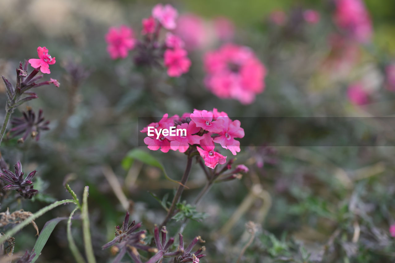 Close-up of pink flowering plant