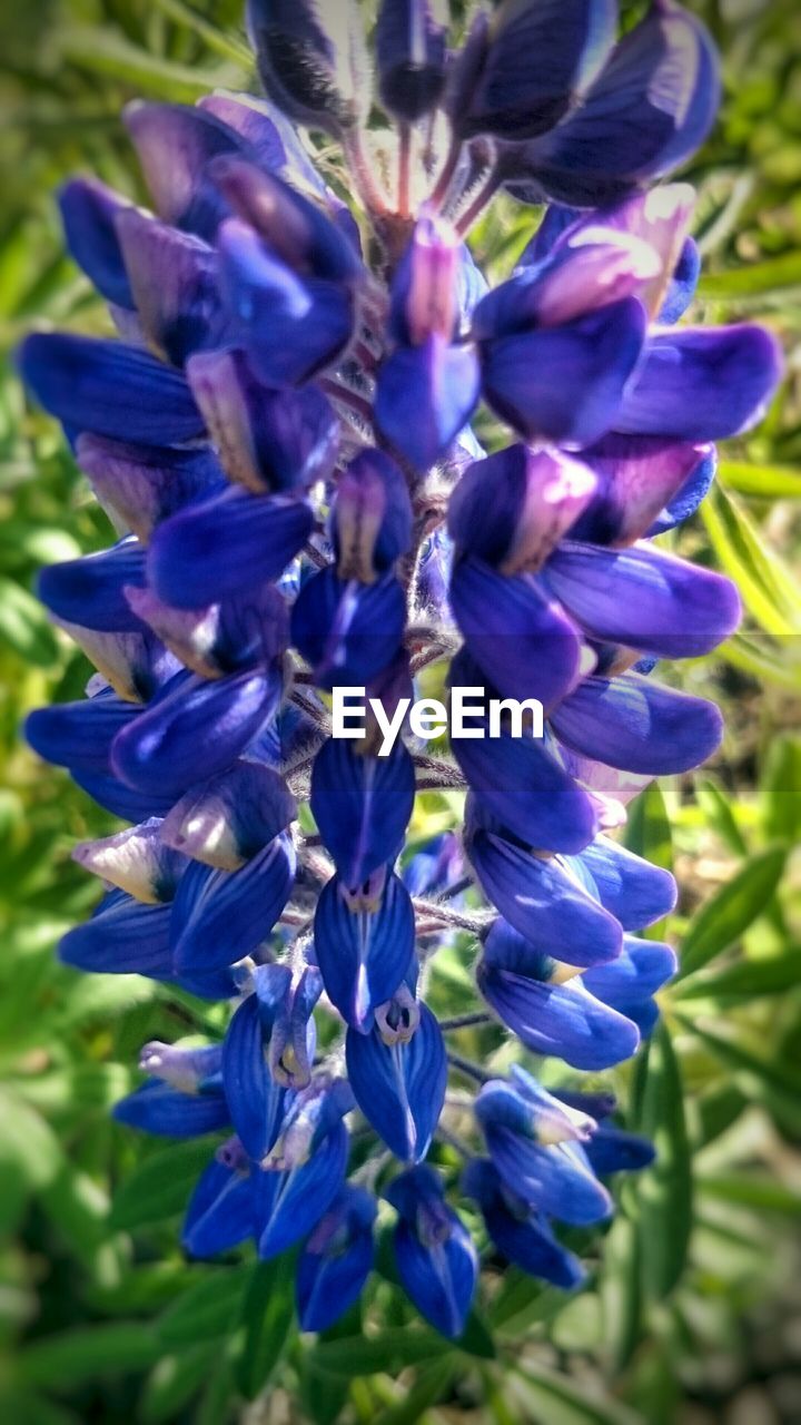 Close-up of flowers against blurred background