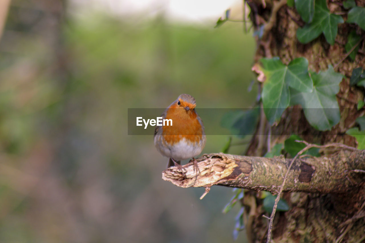 Robin perching on a branch