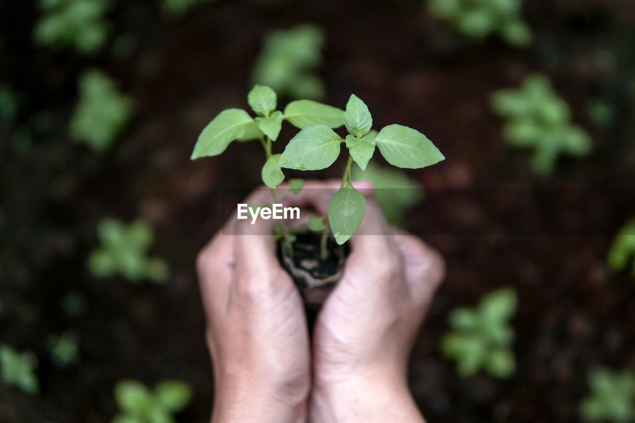 Cropped hands holding sapling in yard