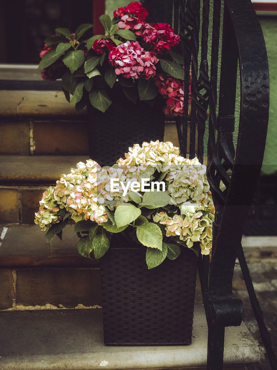 CLOSE-UP OF POTTED PLANT WITH FLOWER POT