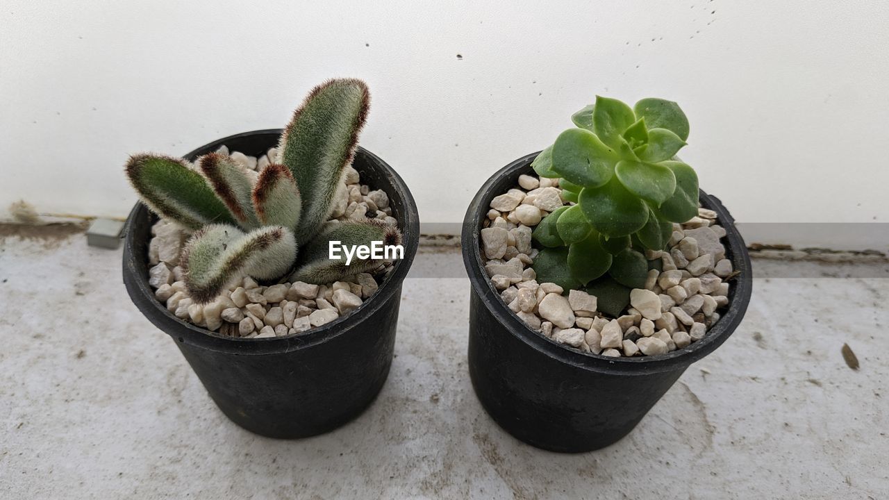 High angle view of potted plants on table