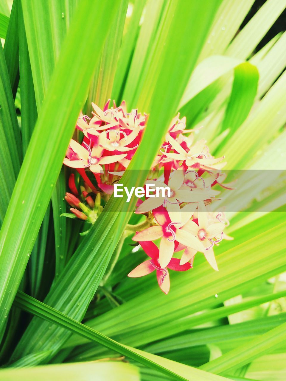 CLOSE-UP OF PINK FLOWERS BLOOMING