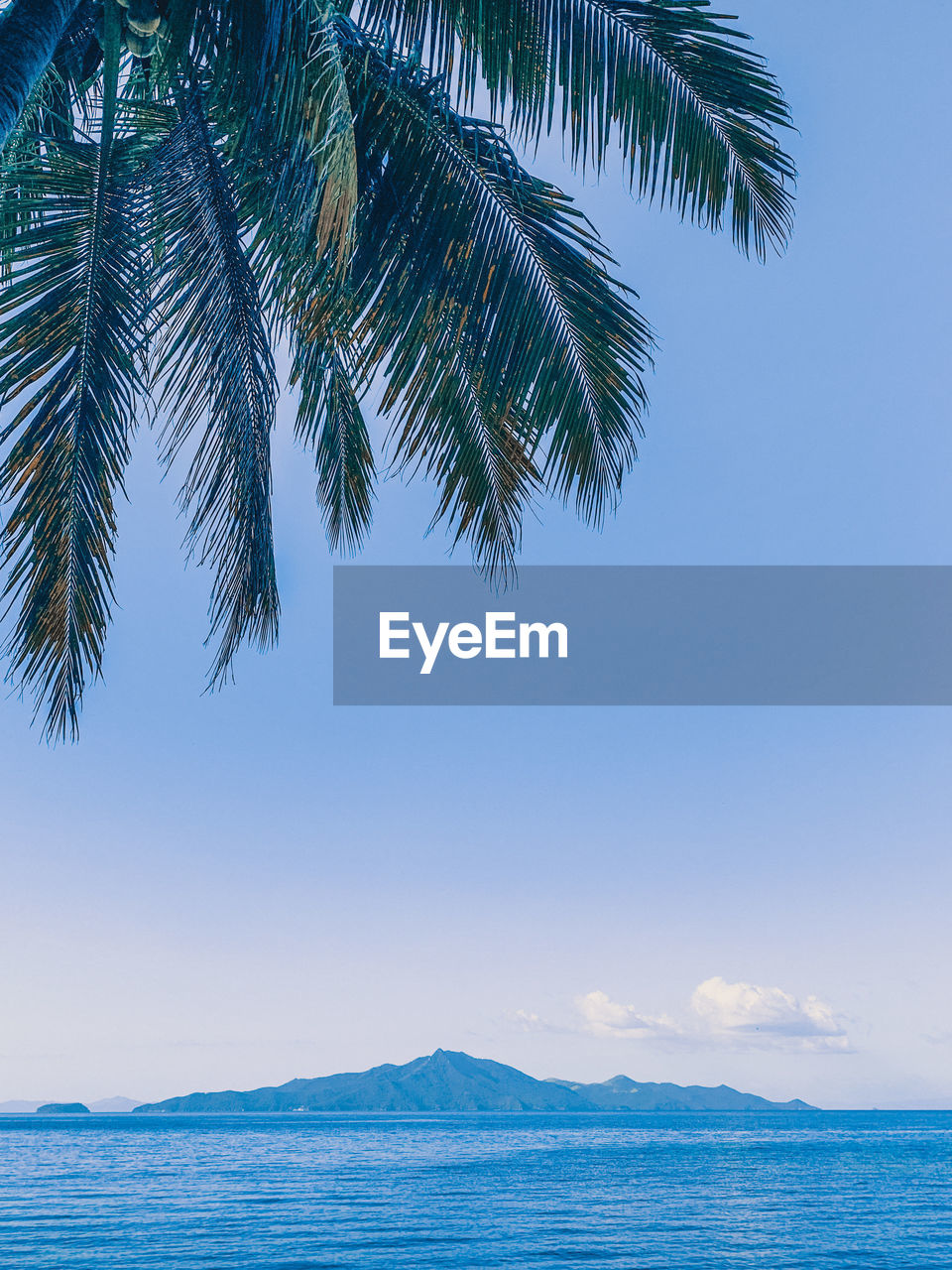 PALM TREE BY SEA AGAINST SKY