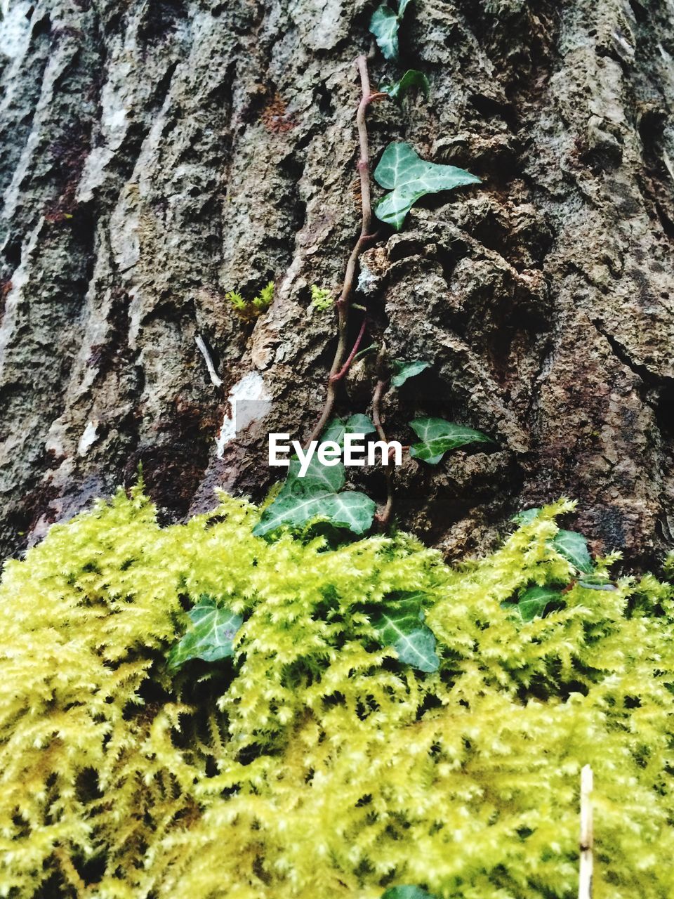 Close-up of tree growing in forest