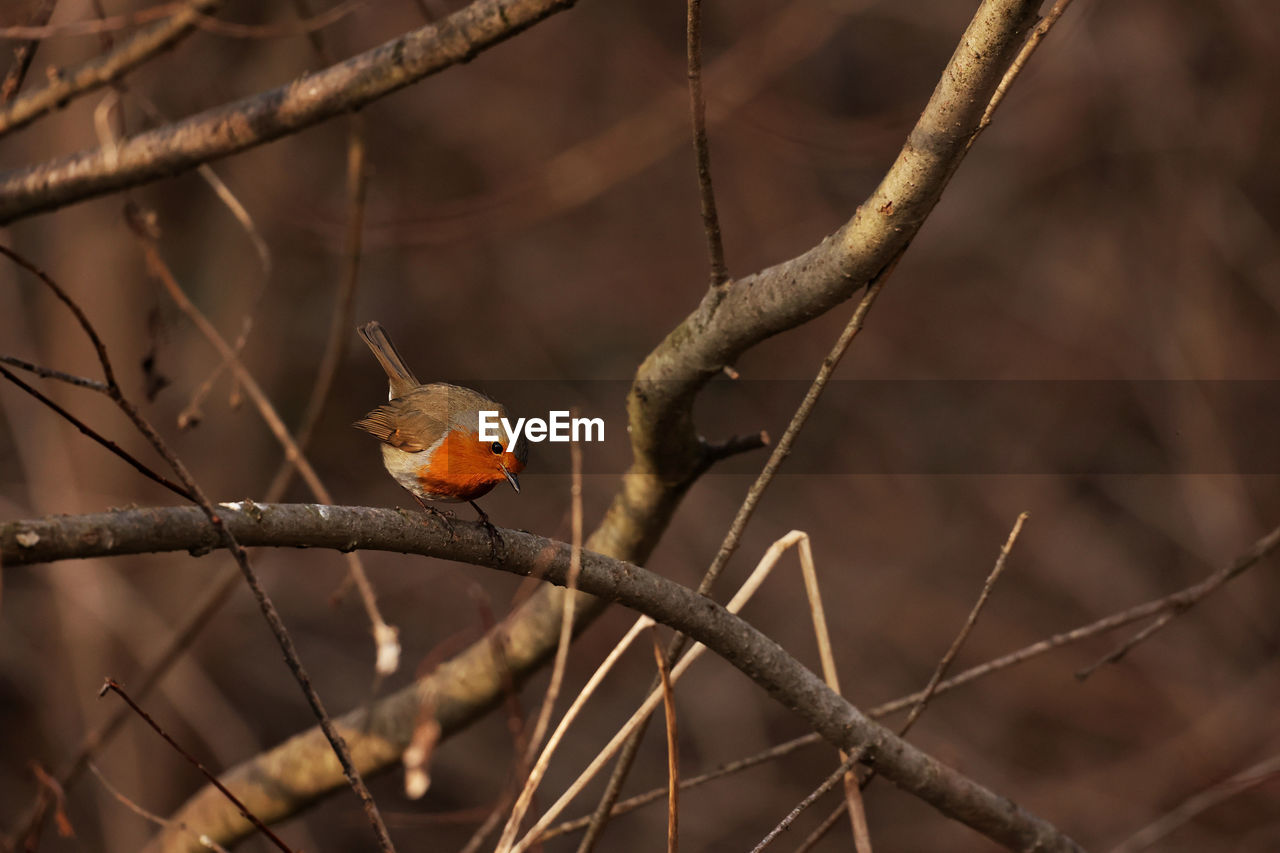 animal, animal wildlife, animal themes, branch, bird, tree, nature, wildlife, one animal, leaf, plant, no people, twig, perching, close-up, outdoors, focus on foreground, autumn, flower