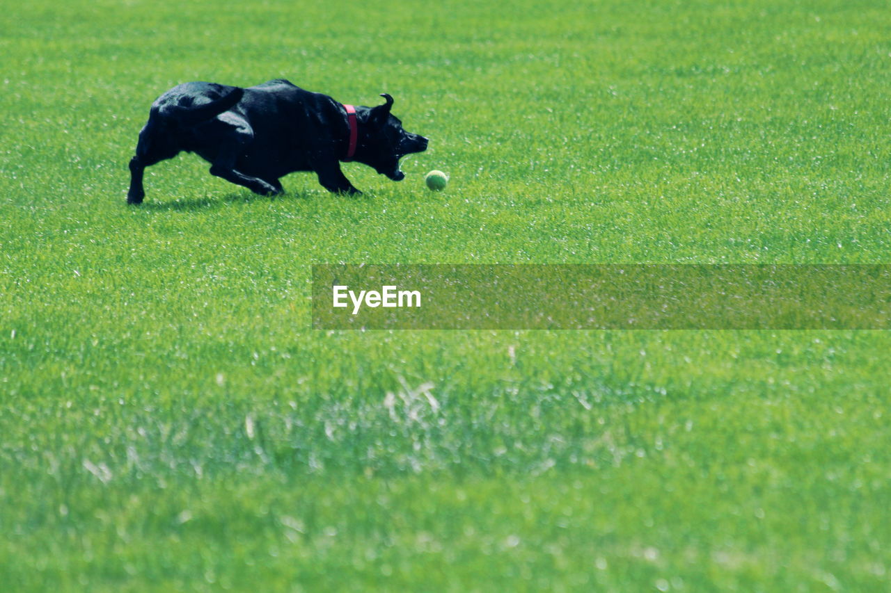 Black dog playing with ball on grassy field