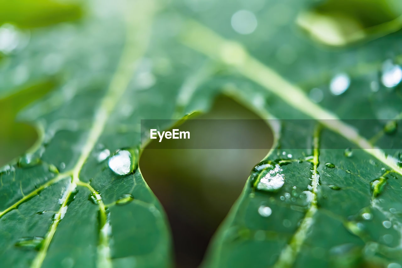 CLOSE-UP OF WET PLANT LEAVES