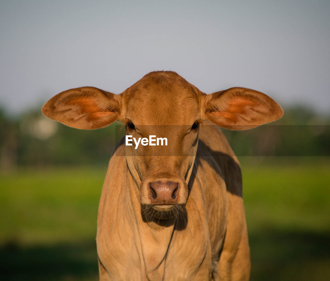 CLOSE-UP PORTRAIT OF COWS ON FIELD