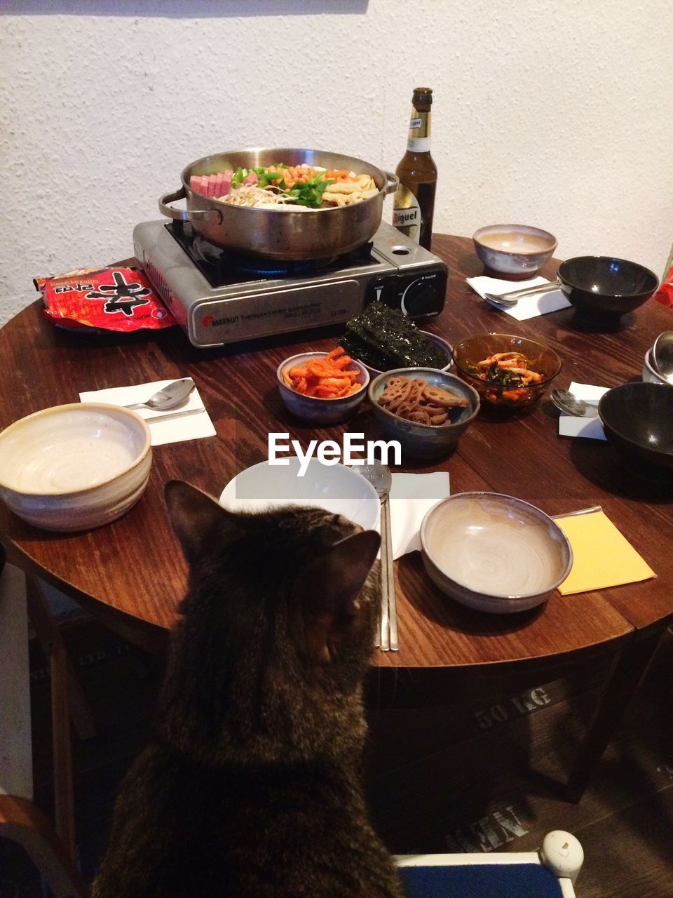 Domestic cat siting at table prepared for dinner
