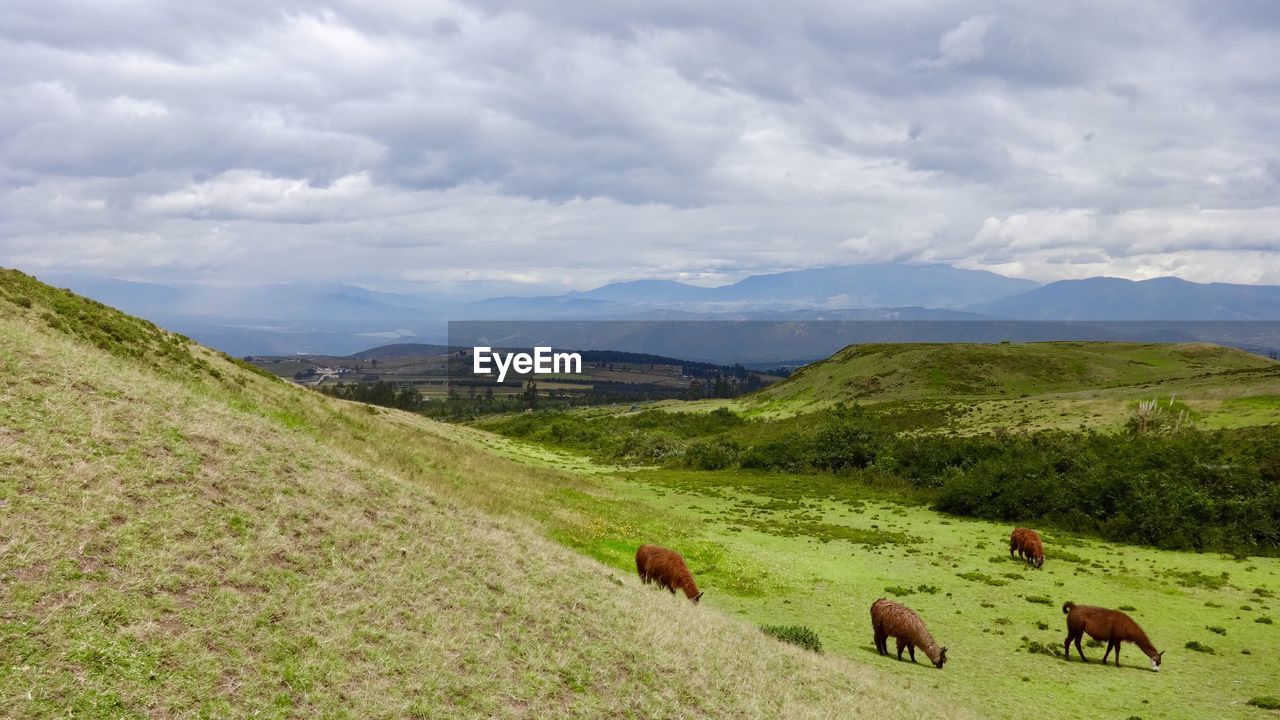 VIEW OF HORSES ON LANDSCAPE