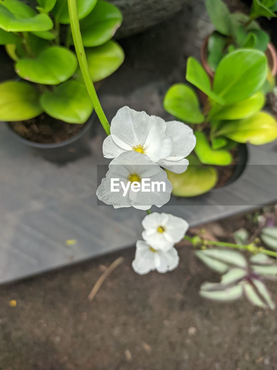 plant, flower, flowering plant, yellow, freshness, green, beauty in nature, nature, growth, plant part, leaf, fragility, high angle view, close-up, no people, flower head, springtime, petal, inflorescence, outdoors, day, blossom, botany, white, focus on foreground