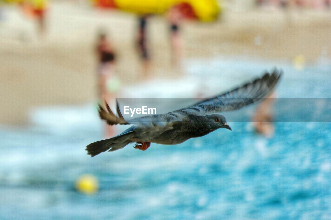 Close-up of fish swimming in sea