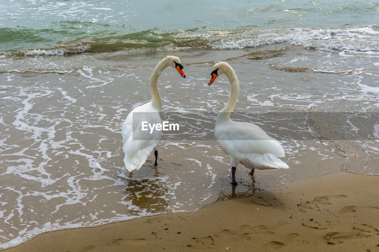 Side view of seagulls on beach