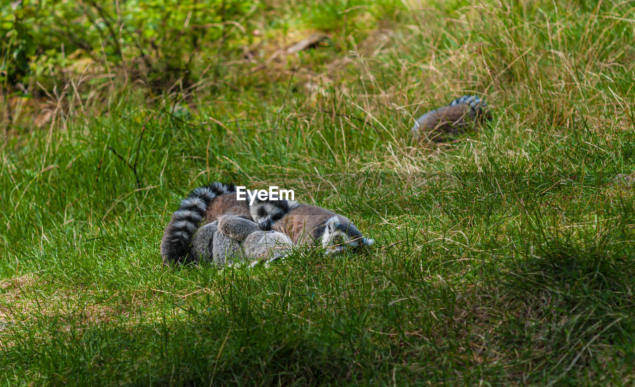 SHEEP IN A GRASS