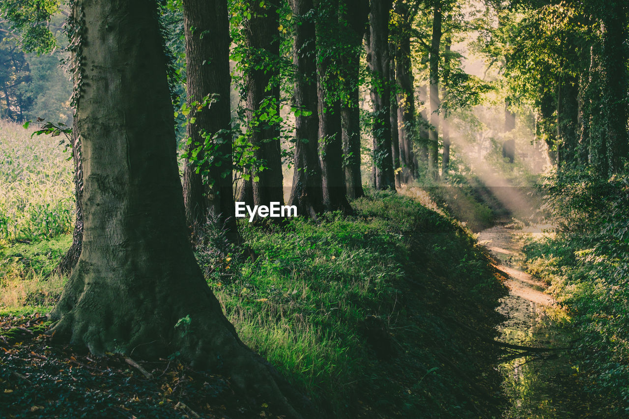 Sunlight streaming through trees in forest