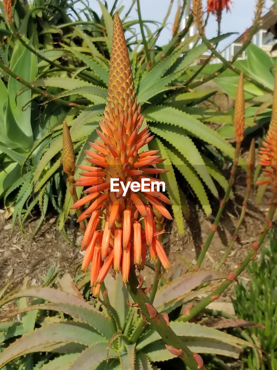 CLOSE-UP OF FLOWER PLANT