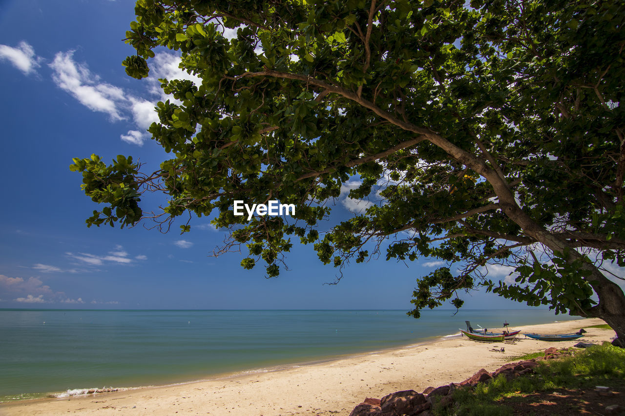 TREES ON BEACH AGAINST SKY