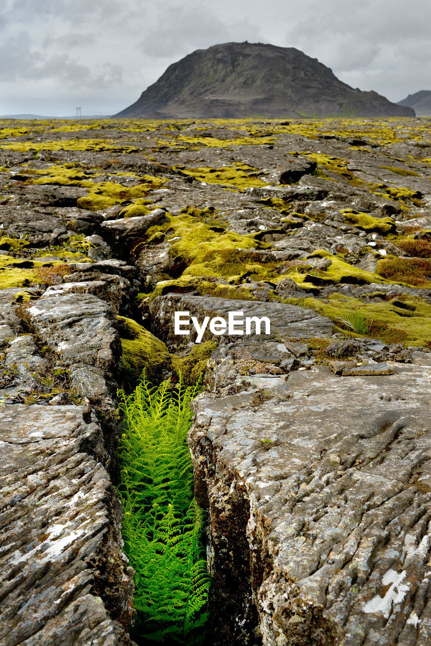 Cracked volcanic lava landscape and vegitation on iceland