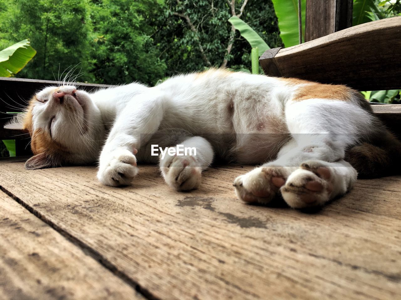 Close-up of cat sleeping on wood