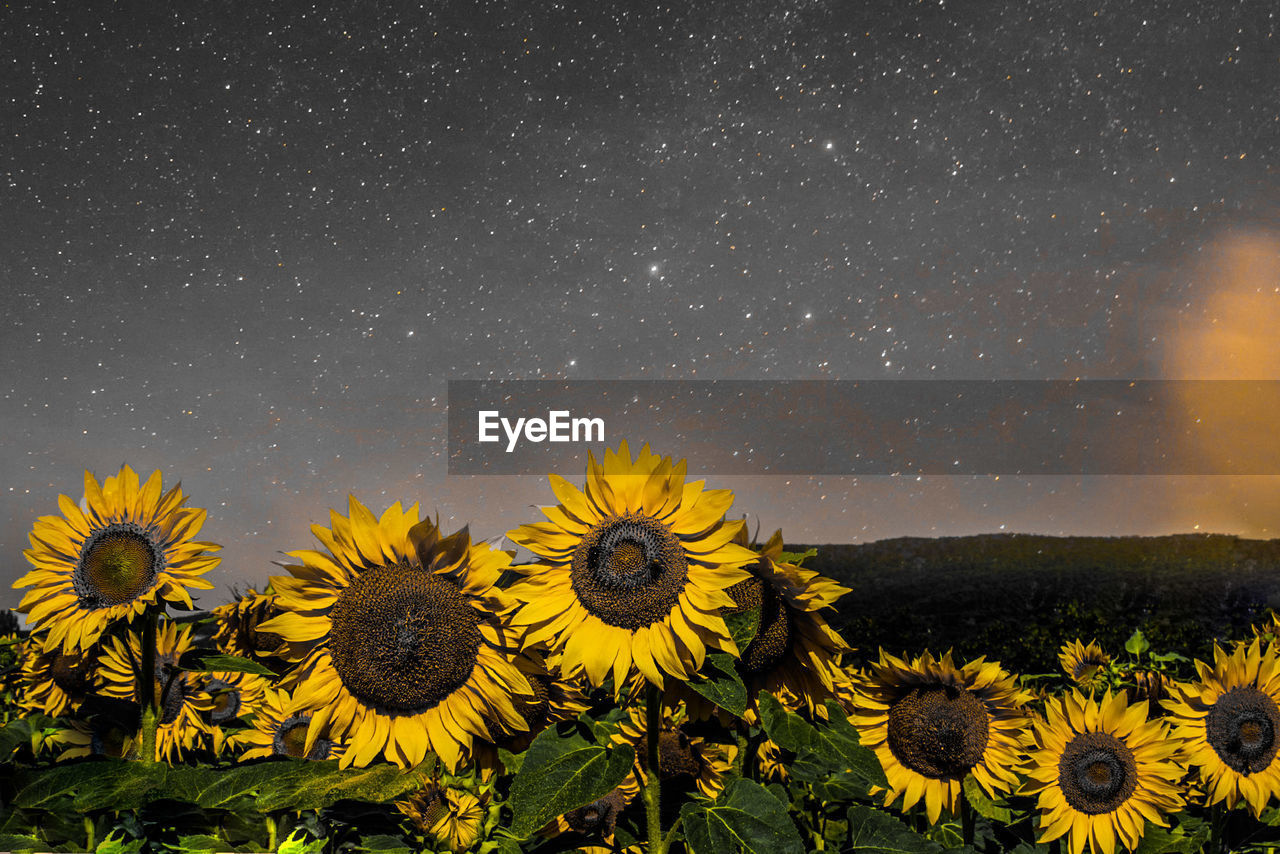 Scenic view of sunflower field against sky