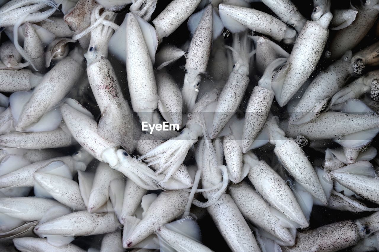 Full frame shot of squids for sale at market stall