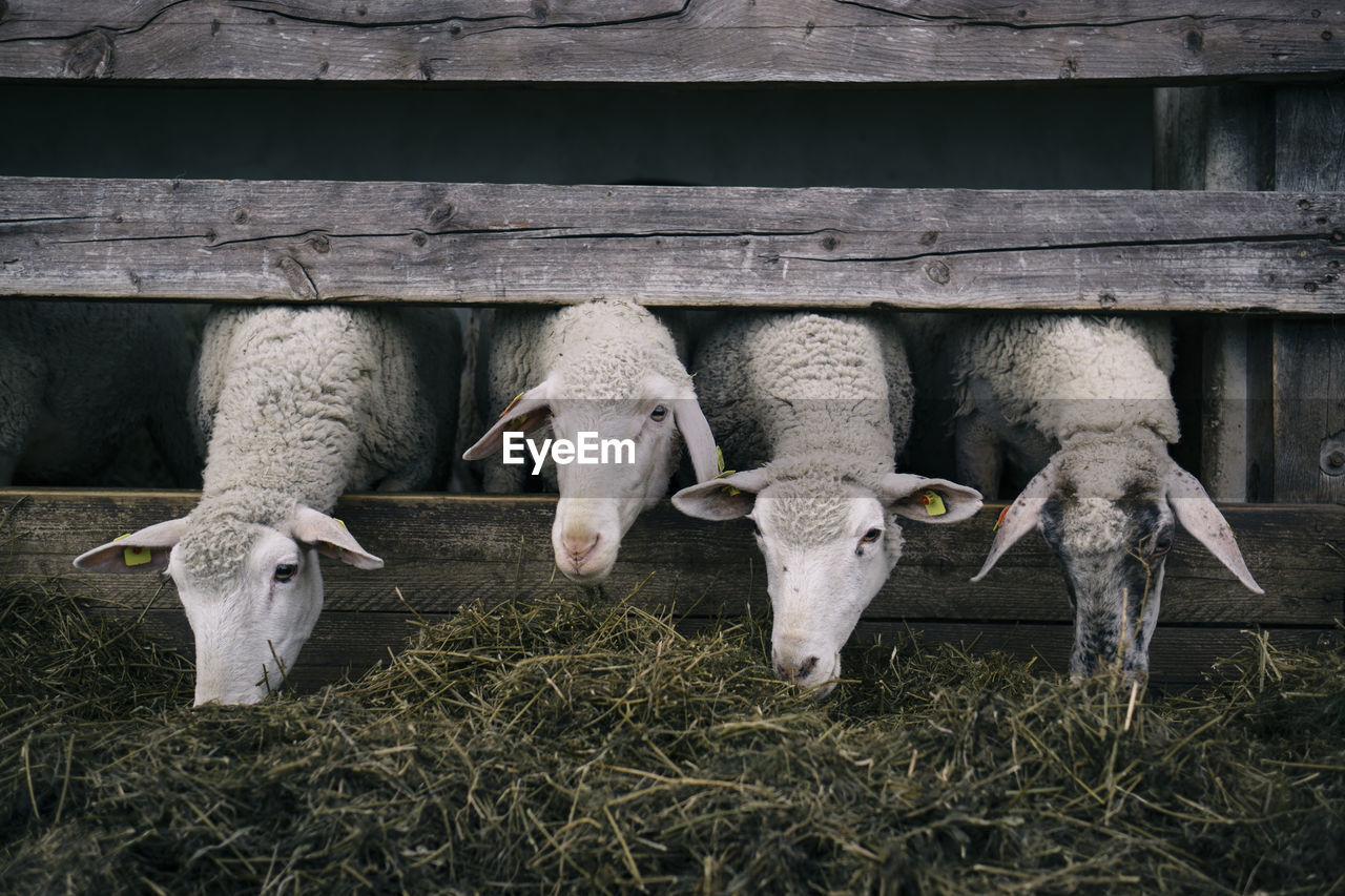 Sheep grazing at pen