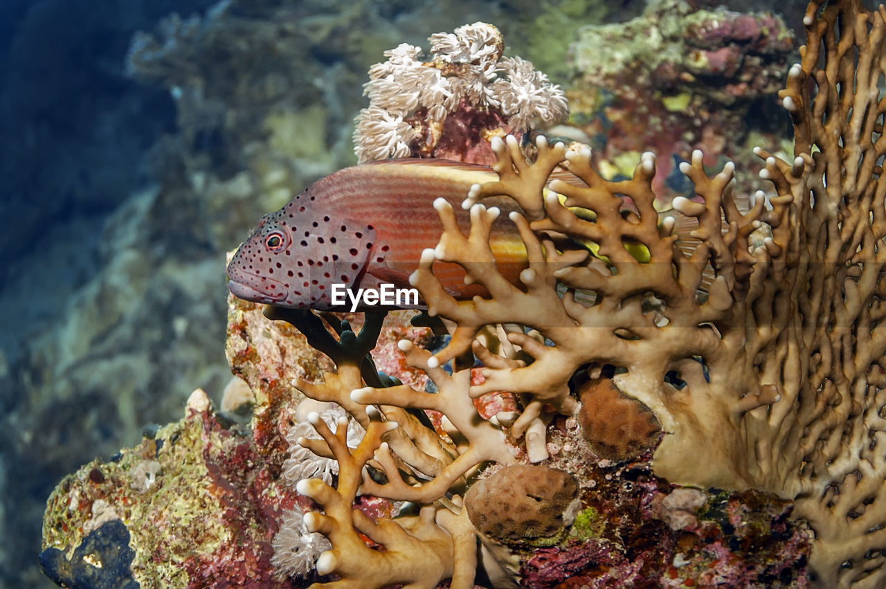 A predatory grouper lurked in the corals, waiting for its prey. its body is red-yellow in color.