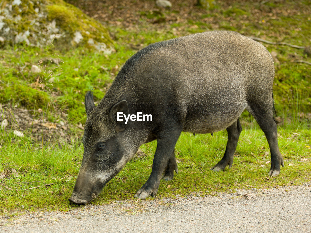 Side view of a boar walking on field