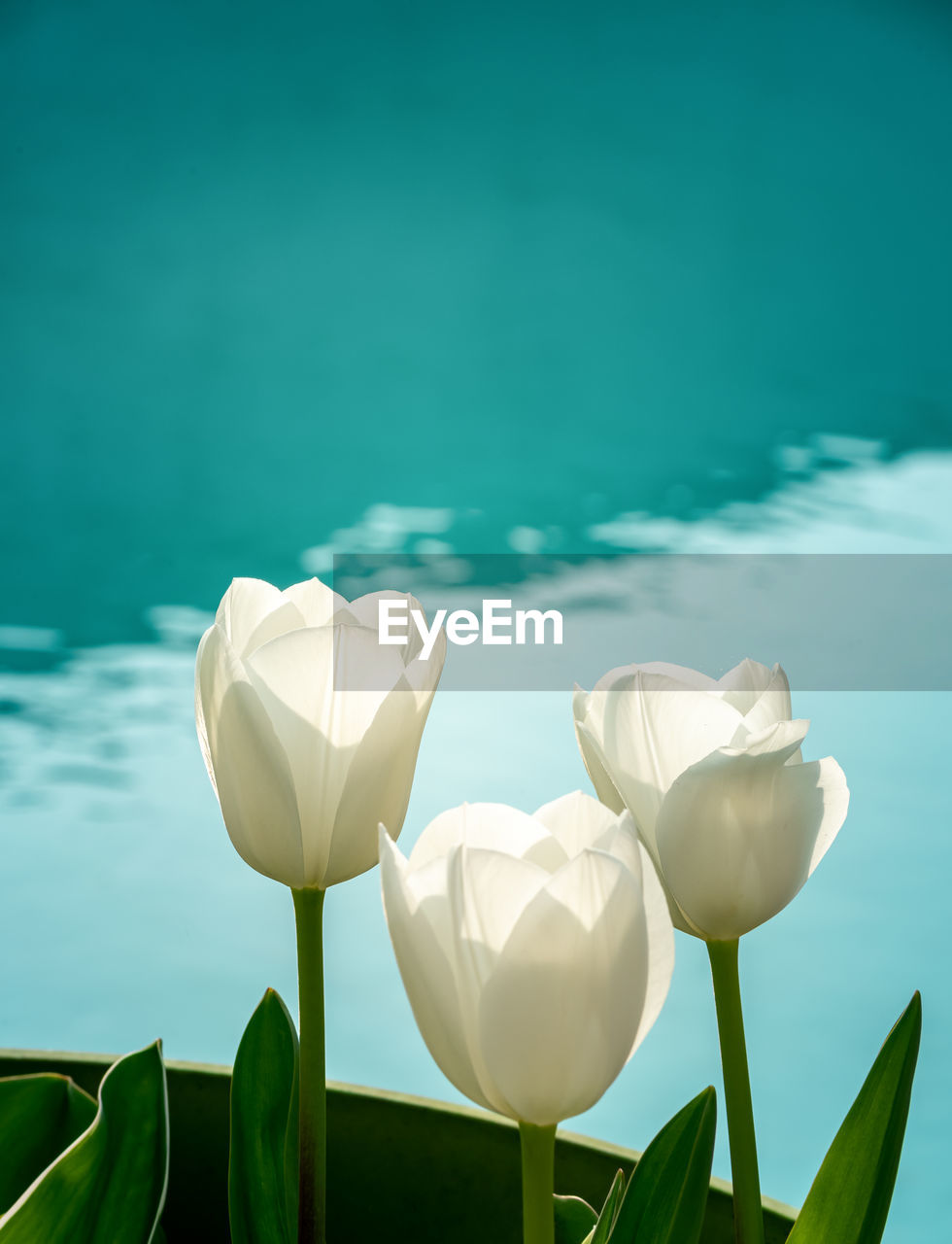 Close-up of white tulips in a green pot. blue background