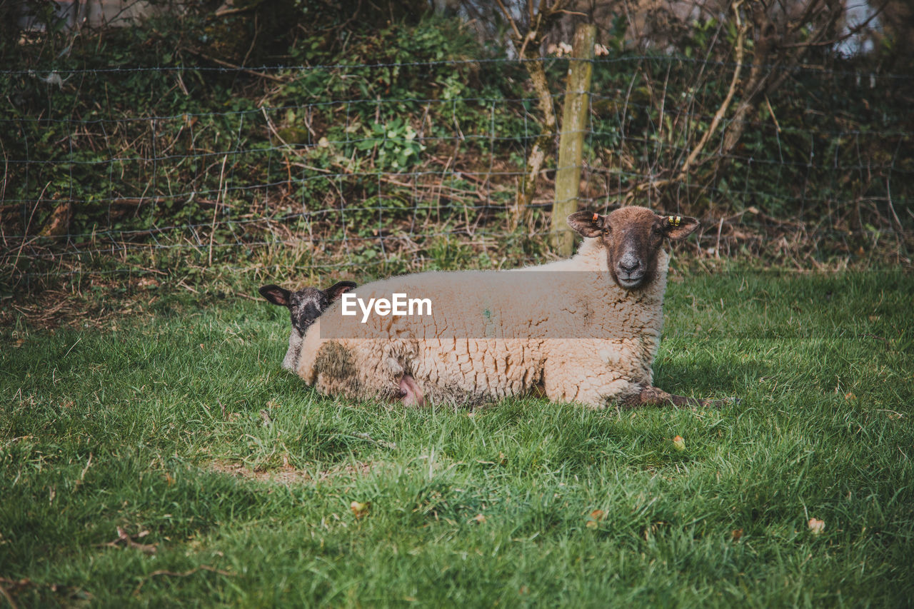 VIEW OF ANIMAL ON FIELD