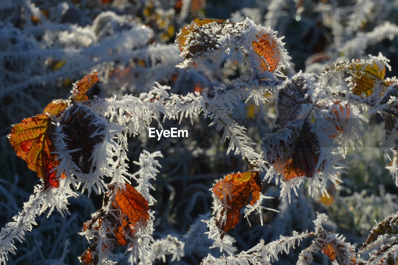 Close-up of frozen flower tree during winter